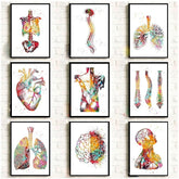 Muscle Anatomy Wall Art Canvas - Be Dr.Fashion