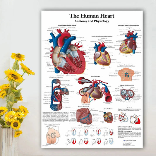 Poster over de anatomie van de wervelkolom in Scandinavië - Be Dr.Fashion
