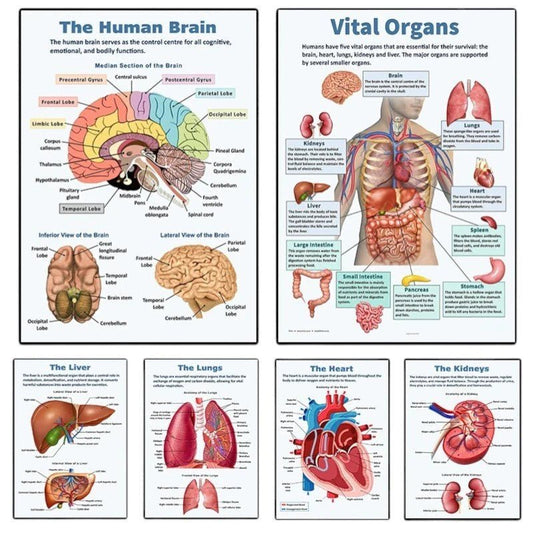 Vintage Anatomy Organs Poster. - Be Dr.Fashion