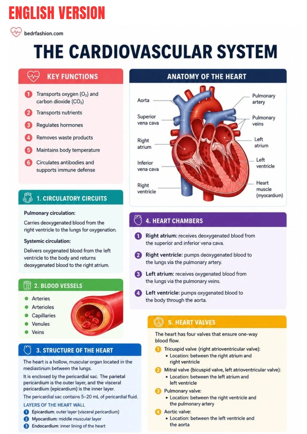 Anatomie Physiologie E-Book