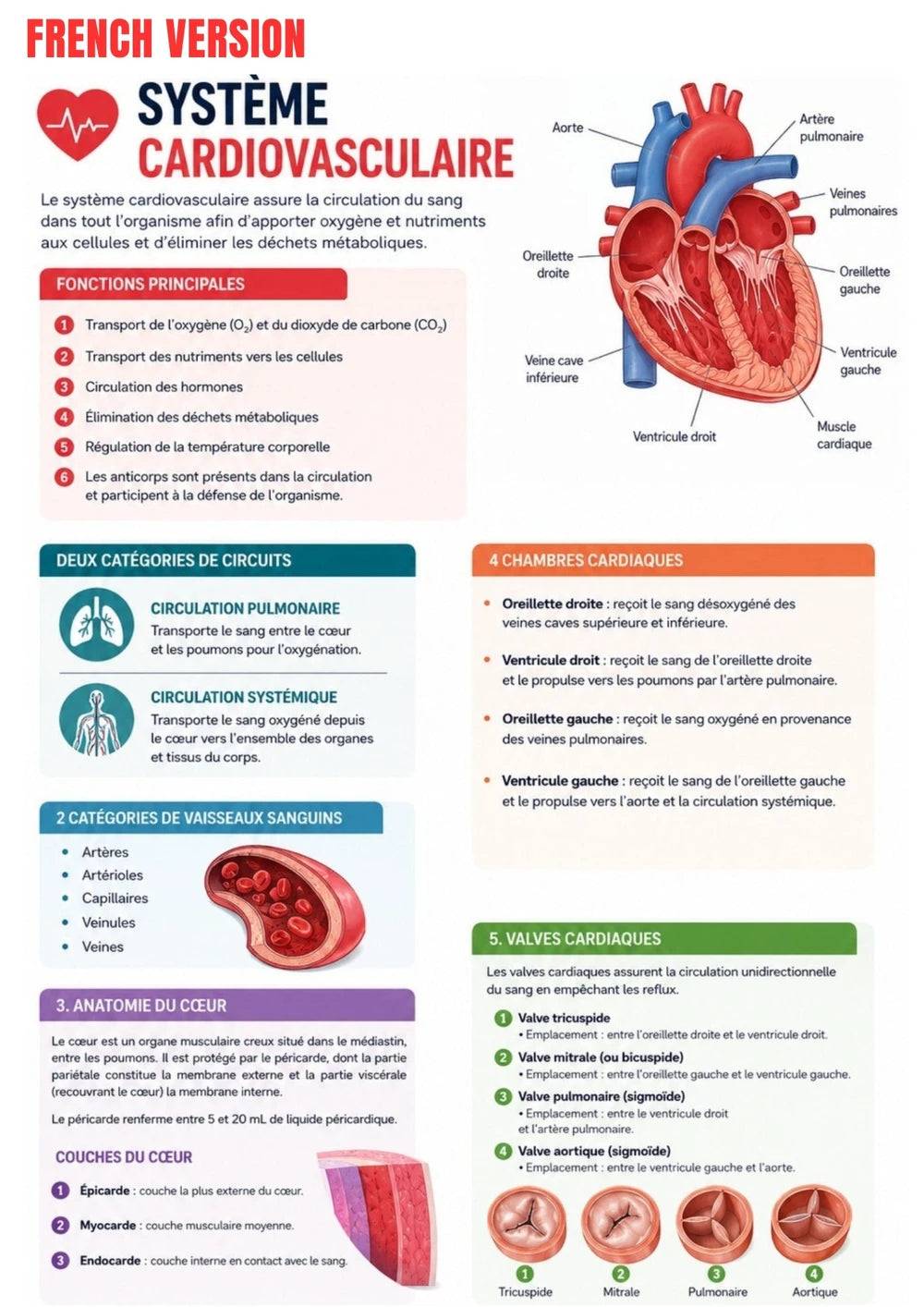 Anatomie Physiologie E-Book