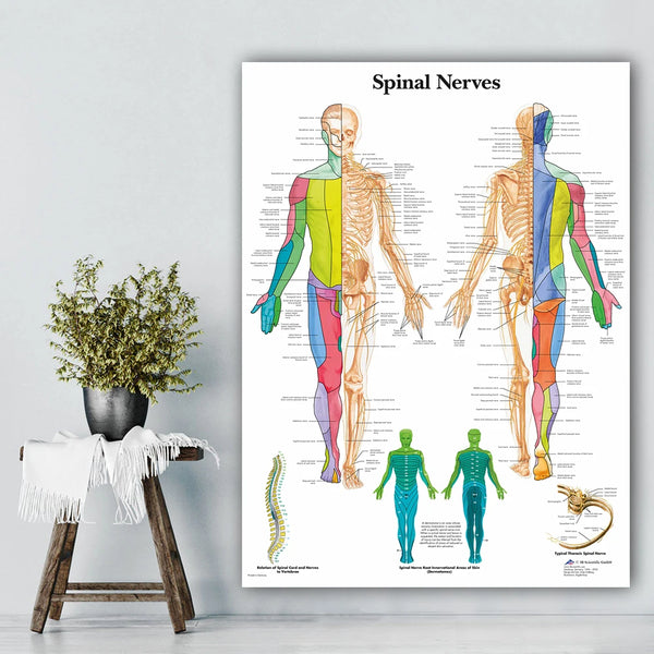 Poster zur Anatomie der Wirbelsäule im nordischen Raum