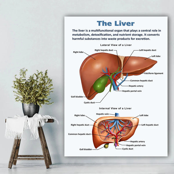Vintage Anatomy Canvas Poster