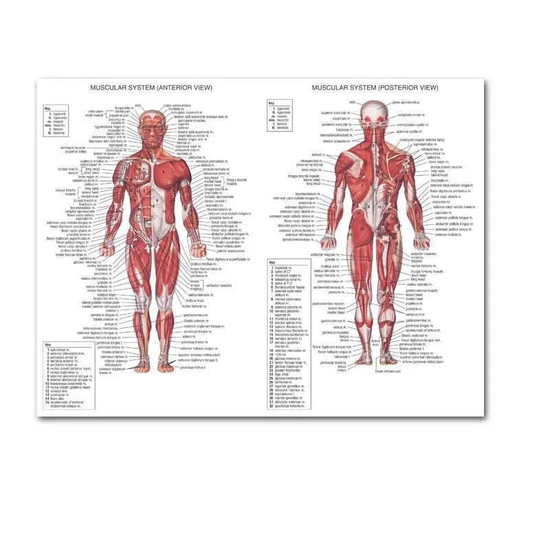 Affiche sur l'anatomie de la colonne vertébrale nordique - Be Dr.Fashion