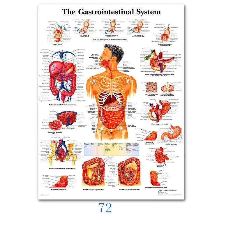 Affiche sur l'anatomie de la colonne vertébrale nordique - Be Dr.Fashion