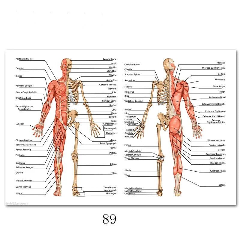 Affiche sur l'anatomie de la colonne vertébrale nordique - Be Dr.Fashion