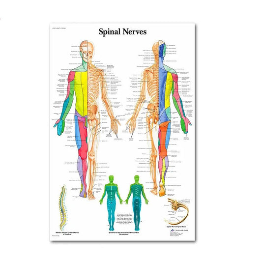 Poster zur nordischen Wirbelsäulenanatomie – Be Dr.Fashion