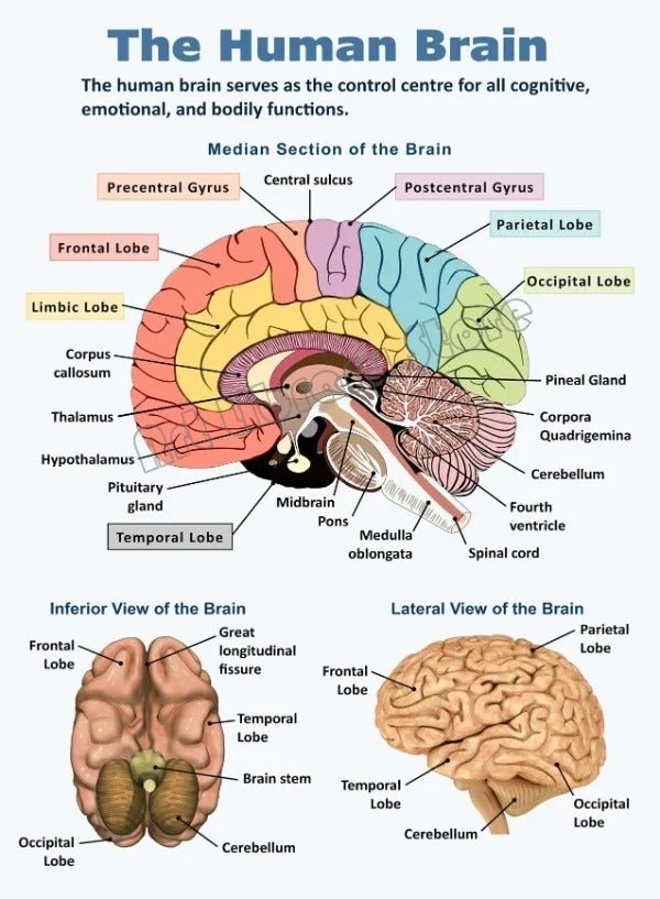 Vintage Anatomy Canvas Poster
