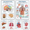 Vintage Anatomy Organs Poster. - Be Dr.Fashion