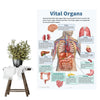 Vintage Anatomy Organs Poster. - Be Dr.Fashion