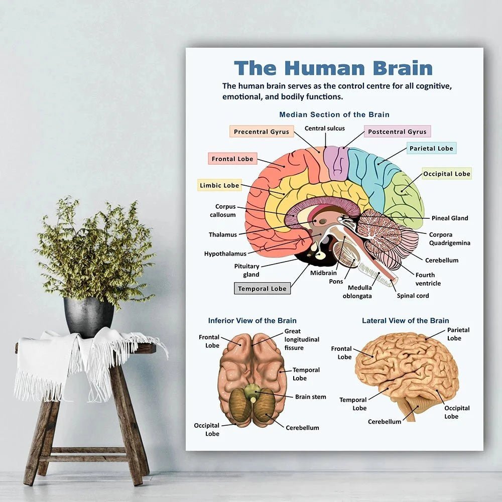 Vintage Anatomy Organs Poster. - Be Dr.Fashion