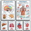 Vintage Anatomy Organs Poster. - Be Dr.Fashion