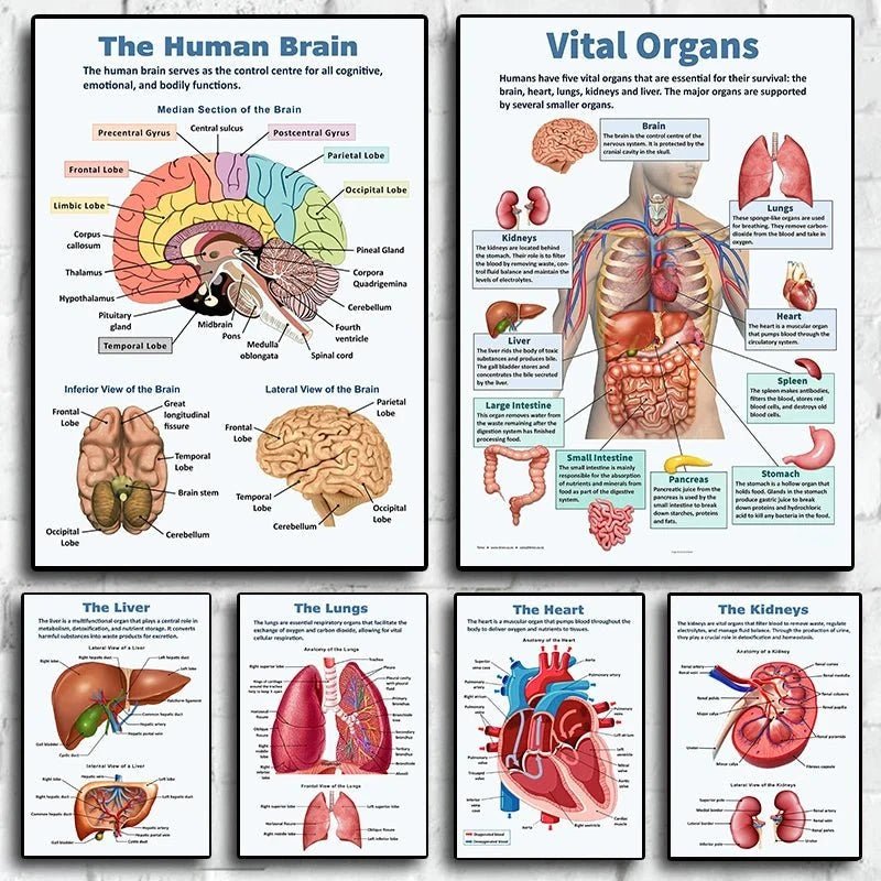 Vintage Anatomy Organs Poster. - Be Dr.Fashion