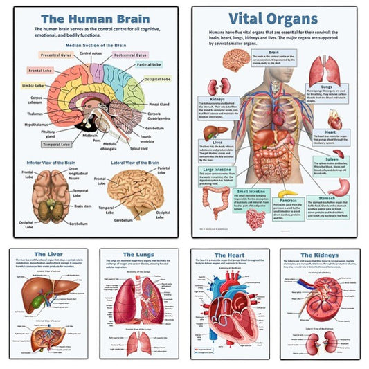 Vintage-Poster mit anatomischen Organen. – Be Dr.Fashion