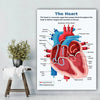 Vintage Anatomy Organs Poster. - Be Dr.Fashion