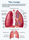 Vintage Anatomy Organs Poster. - Be Dr.Fashion