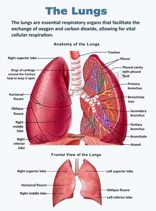 Vintage Anatomy Organs Poster. - Be Dr.Fashion
