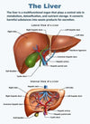 Vintage Anatomy Organs Poster. - Be Dr.Fashion