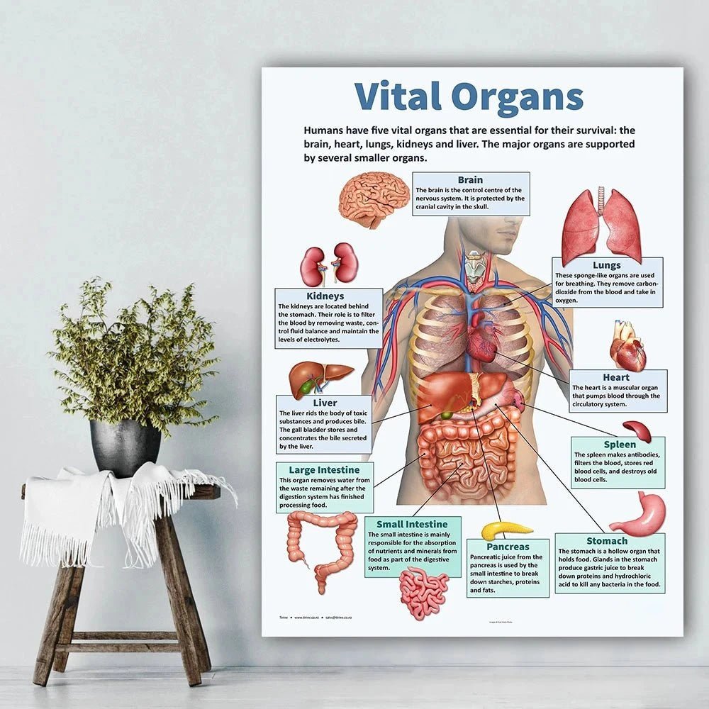 Vintage Anatomy Organs Poster. - Be Dr.Fashion