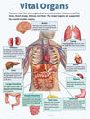 Vintage Anatomy Organs Poster. - Be Dr.Fashion