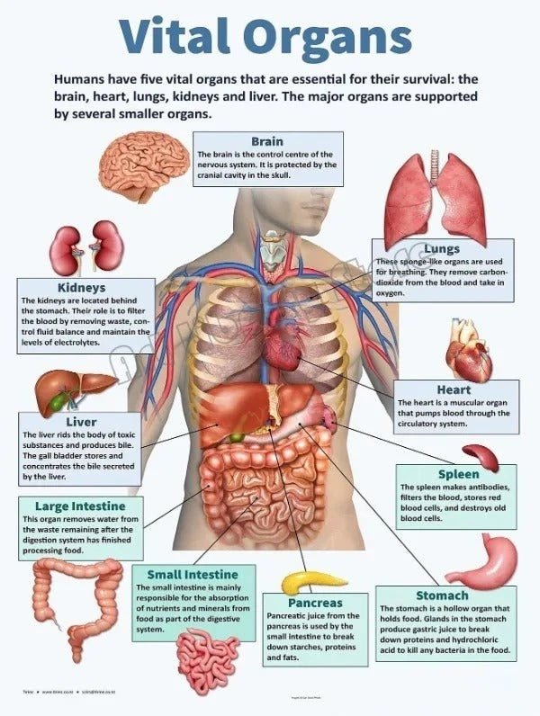 Vintage Anatomy Organs Poster. - Be Dr.Fashion