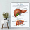Vintage Anatomy Organs Poster. - Be Dr.Fashion
