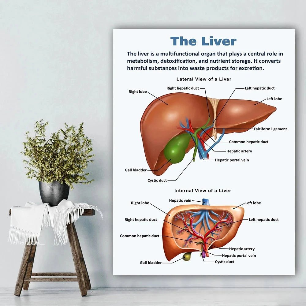 Vintage Anatomy Organs Poster. - Be Dr.Fashion